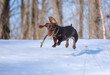 cute dachshund puppy playing with a stick in a winter park