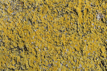 Old Concrete Wall With Yellow Moss Texture