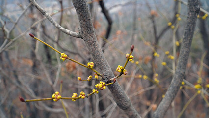 Wall Mural - The yellow buds of the ginger tree that are about to bloom.