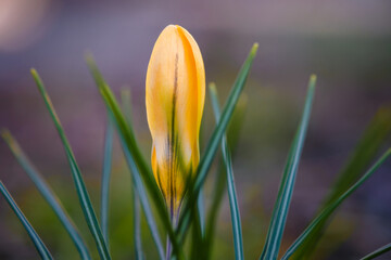 Wall Mural - Closeup of a spring yellow crocus on a background of green grass.