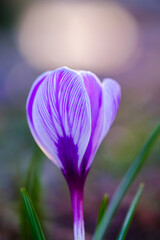 Wall Mural - closeup of a spring lilac crocus on a background of green grass.