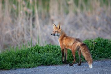 Wall Mural - Red fox with a bushy tail walking in through the local woods in Ottawa, Canada 