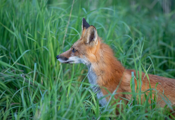 Wall Mural - Red fox (Vulpes vulpes) standing in a grassy meadow deep in the forest in early spring in Canada
