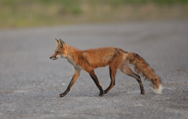 Poster - Red fox (Vulpes vulpes) with a bushy tail hunting Ottawa, Ontario , Canada 