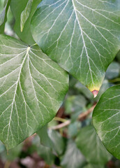 Wall Mural - close up of a green leaf in the garden