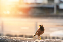 Acridotheres Tristis Or Starling Bird On City View With Sun Flare