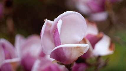 Kwitnąca Magnolia Pośrednia