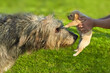 Acquaintance of a large gray Irish wolfhound and a small puppy