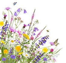 Colorful Meadow Flowers With Insects, Isolated