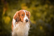 © doda - kooikerhondje is standing on bench. He is so cute dog.
