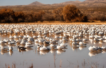 Wall Mural - Snow Geese Migration