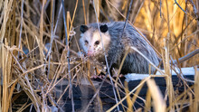 Possum (or Opossum) In Spring, Oakland County, Michigan