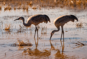 Wall Mural - Sandhill Crane Migration