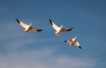 Wall Mural - Snow Geese Migration