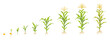 © JuliaBliznyakova - Corn growth cycle with stem and root. Cob ripening stages.
