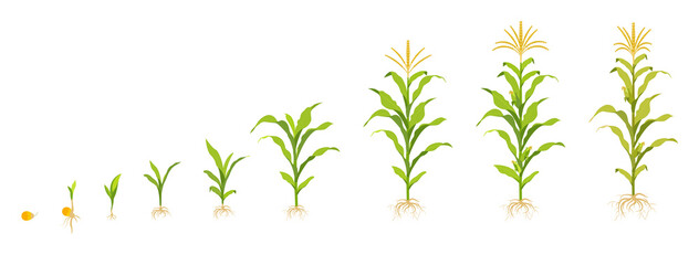 Corn growth cycle with stem and root. Cob ripening stages.