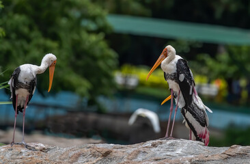 Painted Stork basking at lake