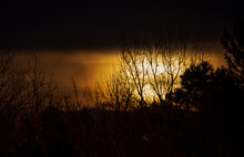 Rising Orange Moon With Tree Branch Silhouettes On The Cloudy Night Sky