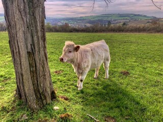 Sticker - Petit veau Charolais.