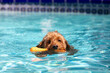 Miniature golden doodle dog swimming in a salt water pool with toy in her mouth playing fetch