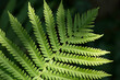 © SarahJeanGreen - Fern Leaf