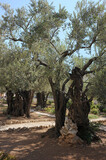 Fototapeta Natura - Old olive trees in the Garden of Gethsemane in Jerusalem