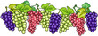 © Igor Zakowski - bunches of grapes fruit cartoon illustration
