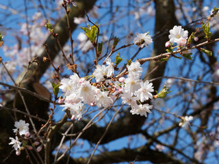 Poster - Cerisier du Japon 'Autumnalis Rosea' ou Prunus subhirtella à floraison hivernale gracieuse blanc rosé, calice rougeâtre sur des branches à écorce brun foncé aux rameaux sans feuillage