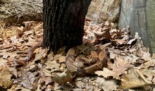 Northern Copperhead Venomous Snake In Leaves