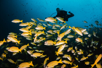 Wall Mural - underwater, coral, sea, fish, reef, diving, ocean, scuba, tropical, nature, water, marine, blue, red, animal, egypt, deep, aquatic, diver, coral reef, colorful, red sea, marine life, soft coral, color