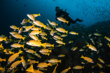 Wall Mural - underwater, coral, sea, fish, reef, diving, ocean, scuba, tropical, nature, water, marine, blue, red, animal, egypt, deep, aquatic, diver, coral reef, colorful, red sea, marine life, soft coral, color