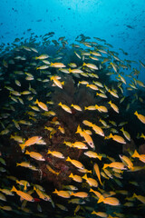 Wall Mural - underwater, coral, sea, fish, reef, diving, ocean, scuba, tropical, nature, water, marine, blue, red, animal, egypt, deep, aquatic, diver, coral reef, colorful, red sea, marine life, soft coral, color