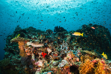 Wall Mural - Schooling tropical fish, colorful underwater scuba diving scene