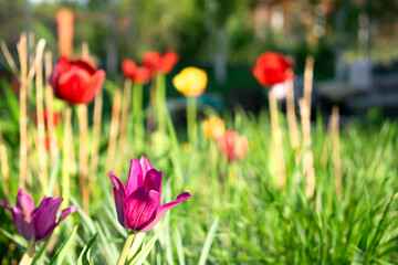 Bright colorful red purple tulip bouton flowers blooming blossoming on city park, garden backyard flowerbed outdoor on sunny spring summer day, flora, flower care, gardening, nature landscape