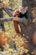 Red Panda (Ailurus fulgens) 