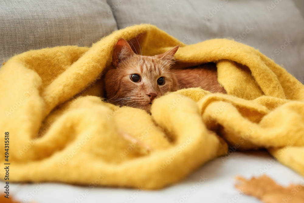 Cute ginger cat in warm plaid at home on autumn day