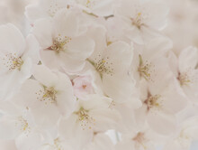 Closeup Macro Wallpaper Of White Blooming Cherry Blossom Flowers