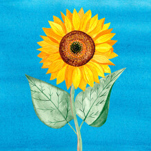 Sunflower Flower With Yellow Petals And Green Leaves On A Blue Background. Watercolor Illustration On A White Background.
