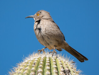 curve billed thrasher perched on saguaro cactus