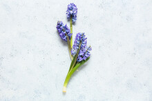 Blue Hyacinth Flowers On Light Background