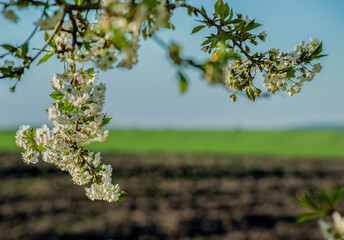 Wall Mural - early spring landscape through flowering trees on a sunny day on arable field and green winter wheat. focus on branches in flowers