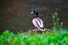 A drake in the green grass by the river looks at the water in the rain.