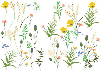 Wall Mural - Big set botanic floral elements. Branches, leaves, foliage, herbs, flowers. Garden, field, meadow wild plants collected in bouquet collection. Colorful vector illustration isolated on white background