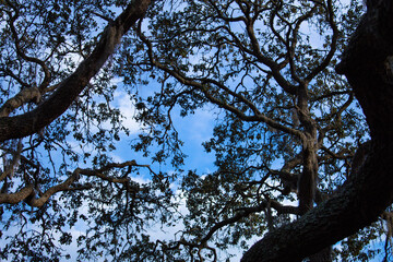 Closeup of tree branches in a forest on a sunny day