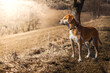 Ginger Russian hound dog with a collar walking in the forest in the morning