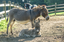 Donkey Jenny With Foal Lying At Side