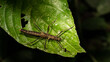 Large walking stick bug at night in the jungle. 