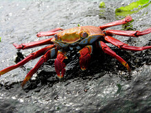 Closeup Shot Of Sally Lightfoot Crab