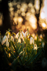 Poster - Beautiful vertical shot of a snowdrop flower in a sunlight