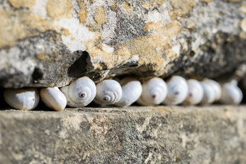 Poster - A row of white shelled snails, next to each other in a crack between two stones in a wall.